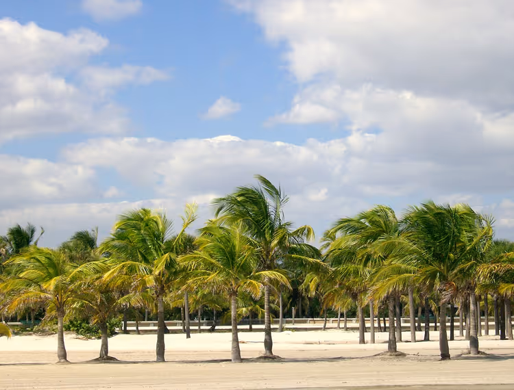 Crandon Park'ta palmiyeli plaj