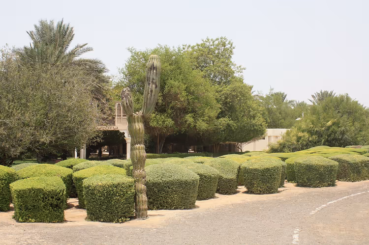 Bir Dubai parkında budanmış çalılar ve palmiyeler