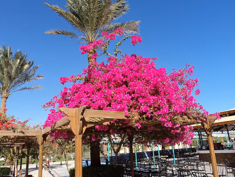 Bir tatil köyü bahçesinde pergola üzerinde begonvil