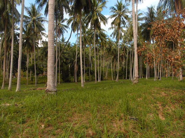 Rader av kokospalmer på en plantasje på Samui