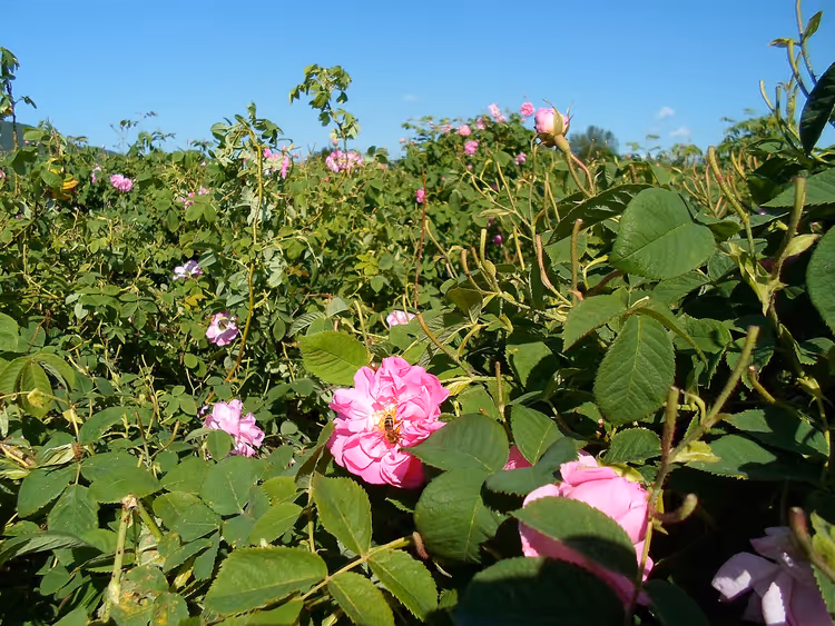 Plantasje med blomstrende rosa roser på en solrik dag