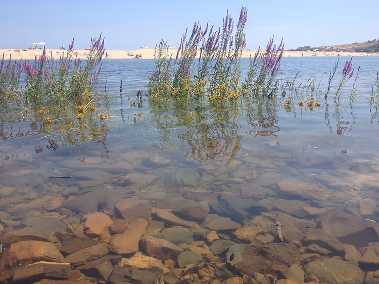 Ondiep water met planten en rotsachtige bodem bij de riviermonding