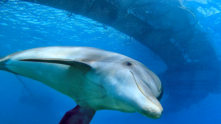 Delfin butlonosy pod wodą przy pływającym pomoście