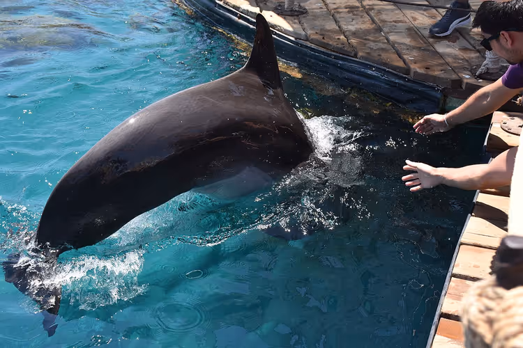 Delfin am Holzsteg des Dolphin Reef