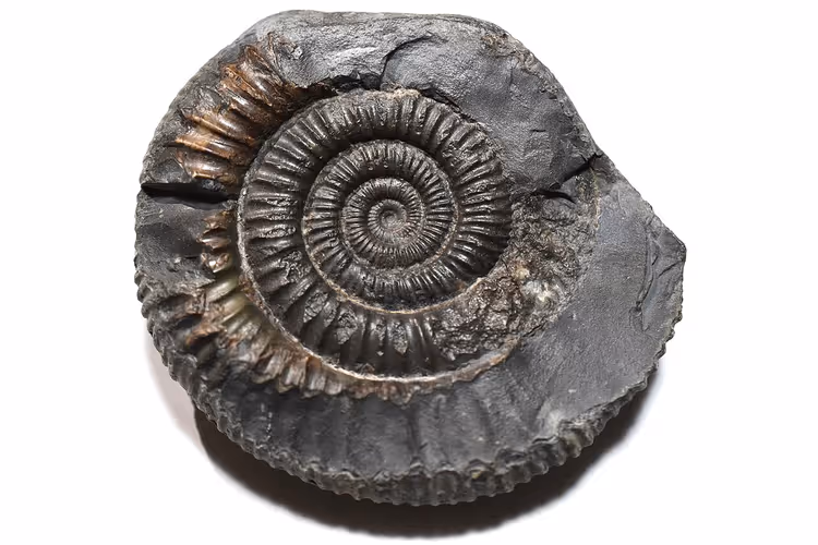 Gefossiliseerde ammoniet - Whitby snake stone