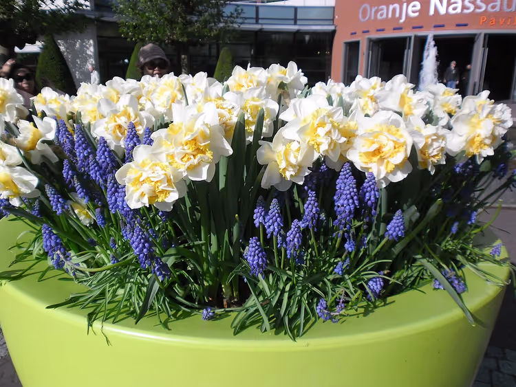 Tulipes au parc Keukenhof au printemps