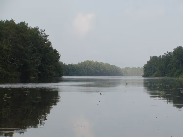 Elv gjennom tett skog i Orinoco-deltaet