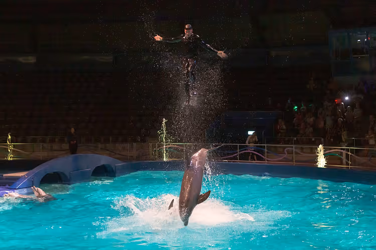 Delfin og trener under et show i delfinariet