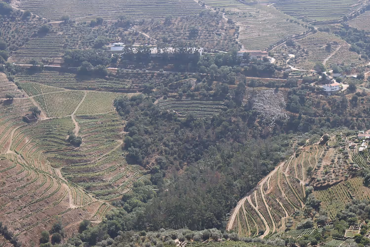 Terrassenförmige Weinberge im Douro-Tal