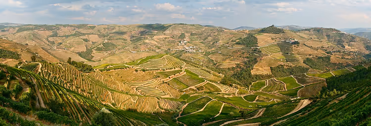 Terrassierte Weinberge des Douro-Tals in Herbstfarben