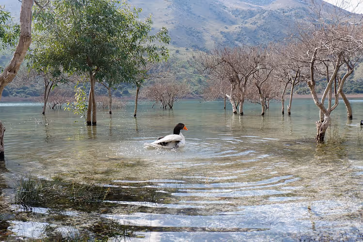 بطة تسبح في بحيرة كورناس بين الأشجار المغمورة