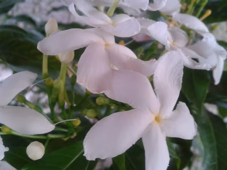Close-up van witte bloemen met een roze tint