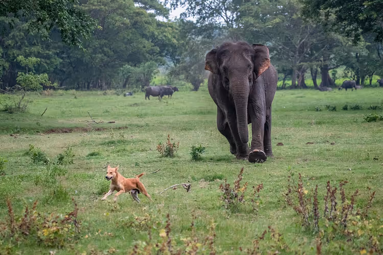 Elefant og hund på en grønn eng