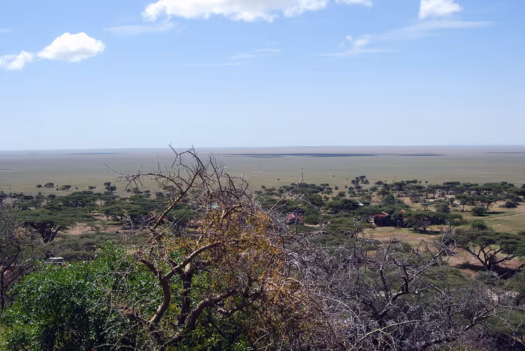 Savana do Serengeti com árvores e arbustos dispersos