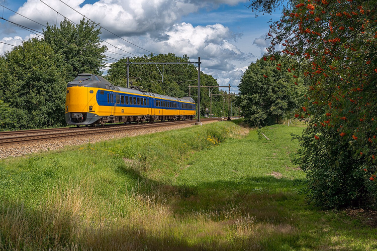 Keltainen ja sininen NS Intercity -juna vehreyden keskellä