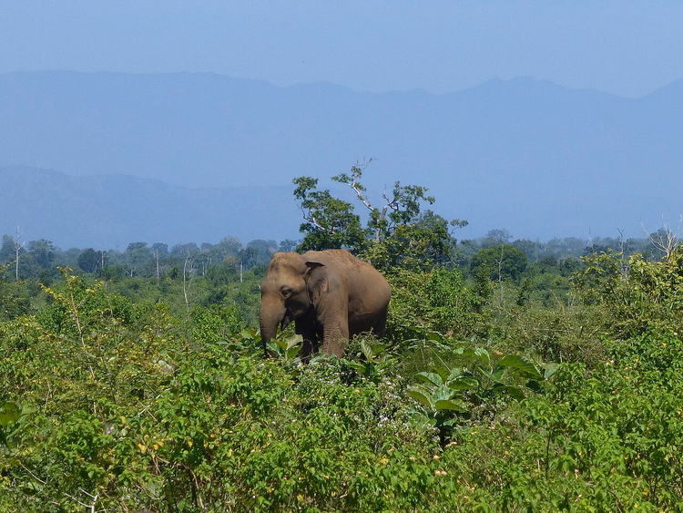 Elefante salvaje entre la maleza con montañas al fondo