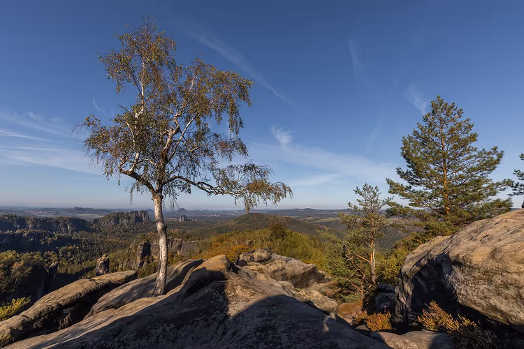 Rochers et arbres en Suisse saxonne