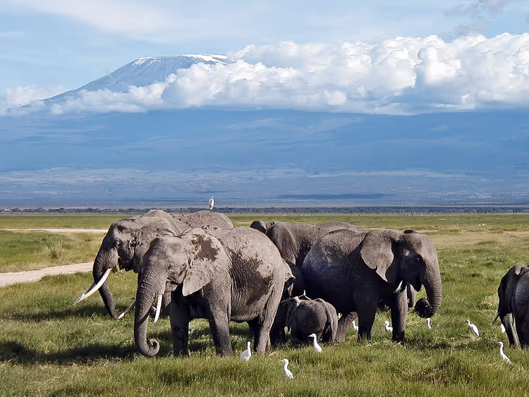 Elefanter i gresset med Kilimanjaro i bakgrunnen