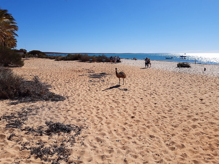 Emu på Monkey Mia-stranden ved bukten