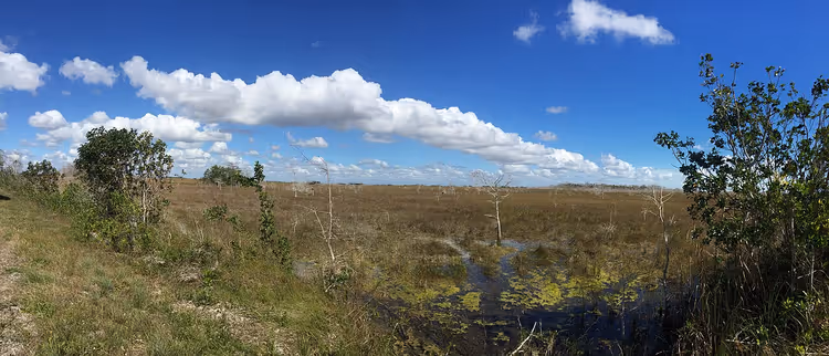 Moerasvlakte in de Everglades onder een bewolkte lucht