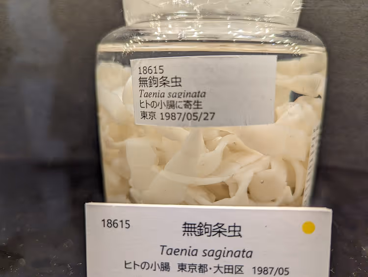 Bewaard lintworm in een gelabelde pot