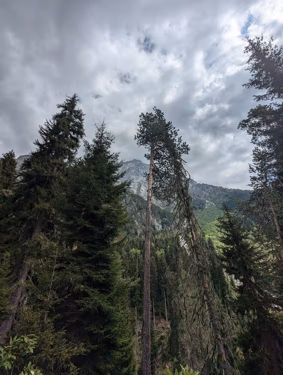 Nadelwald auf dem Weg zum Uschba in Swanetien