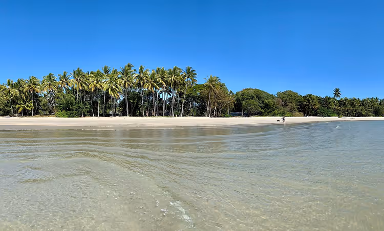 Palmbomen op Four Mile Beach in Port Douglas