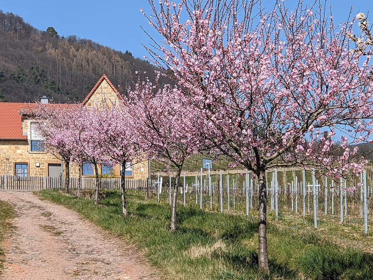 Palatinate bağlarının üzerinde badem çiçekleri