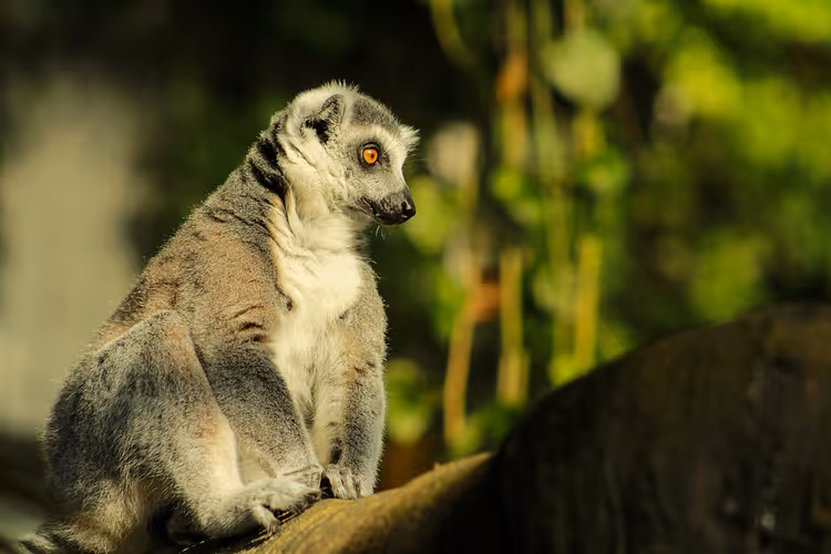 Yeşil yapraklar arasında bir kütükte oturan lemur