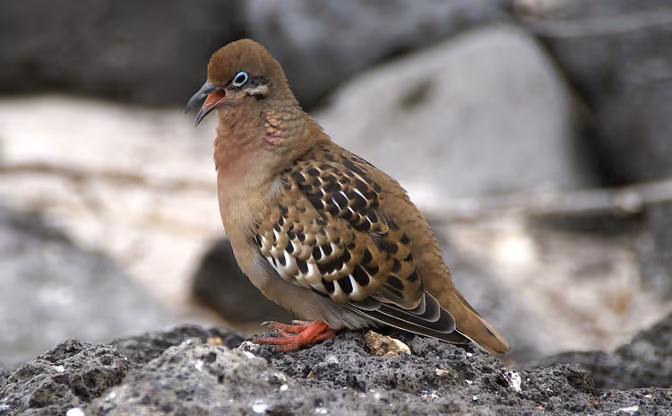 Gri volkanik kayalar üzerinde Galapagos kumrusu