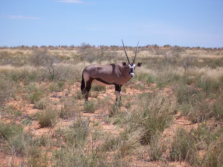 Kurak Kalahari savanasında gemsbok oriksi