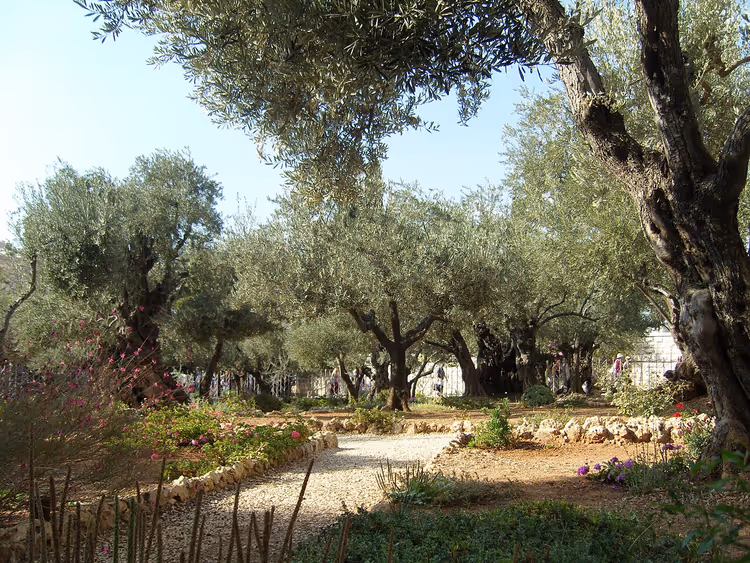 Getsemani Bahçesi'nde zeytin ağaçları ve patikalar