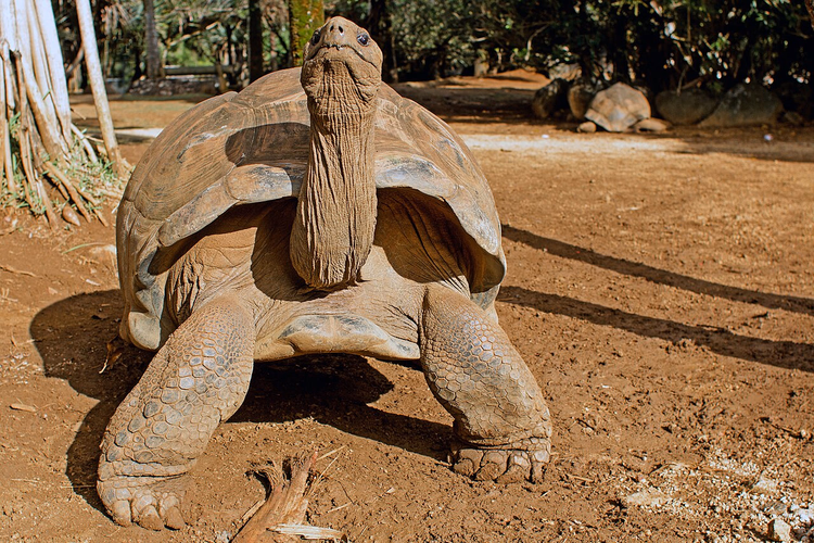 Reuzenschildpad in La Vanille Nature Park