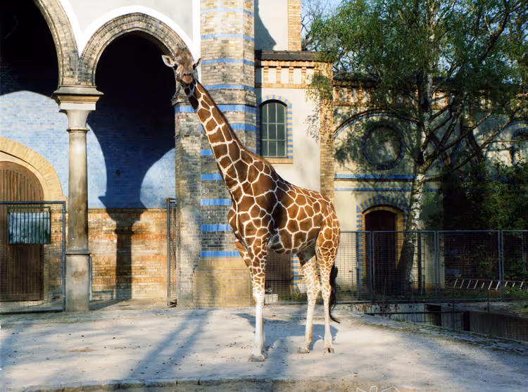 Giraffe bij het historische paviljoen van de Berlin Zoo