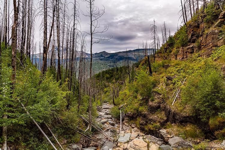 Wanderweg durch einen verbrannten Wald im Glacier-Nationalpark, Montana