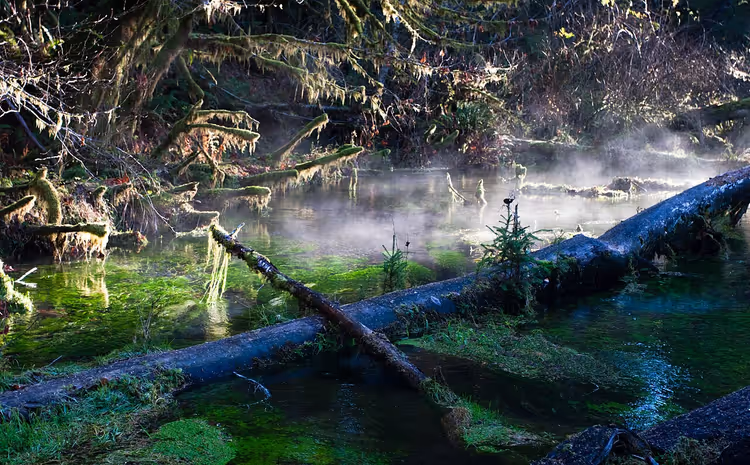 Bekk med mosete stokker i Hoh-regnskogen