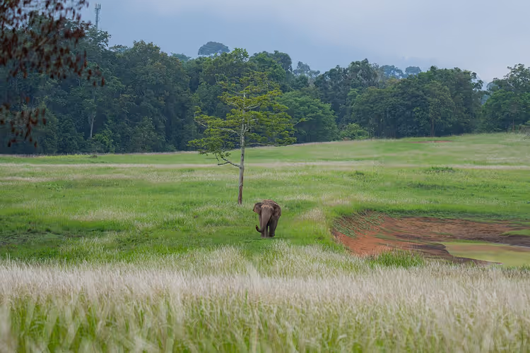 Vill elefant på en grønn eng i Thailand under en overskyet himmel