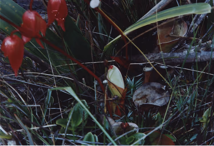 Heliamphora nutans com jarros vermelhos e flores brancas na relva