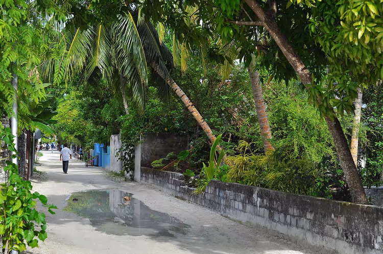 Hithadhoo Adası'nda palmiye ağaçları ve bir duvarın bulunduğu sokak