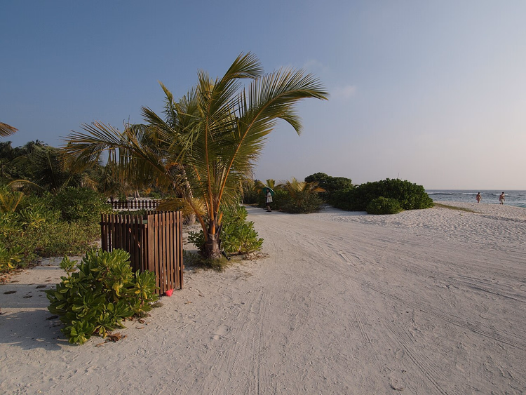 Zandstrand met een palmboom op Hudhuranfushi Island