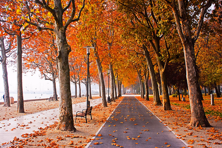 Herbstliche Platanenallee entlang der Tagore-Promenade am Balaton