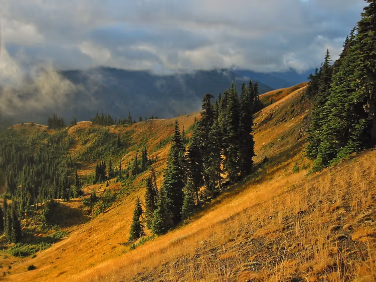 Hurricane Ridge'de dağ çayırları ve köknar ağaçları