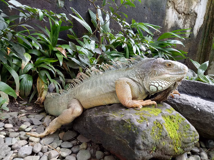 Terraryumda kayanın üzerinde yatan iguana