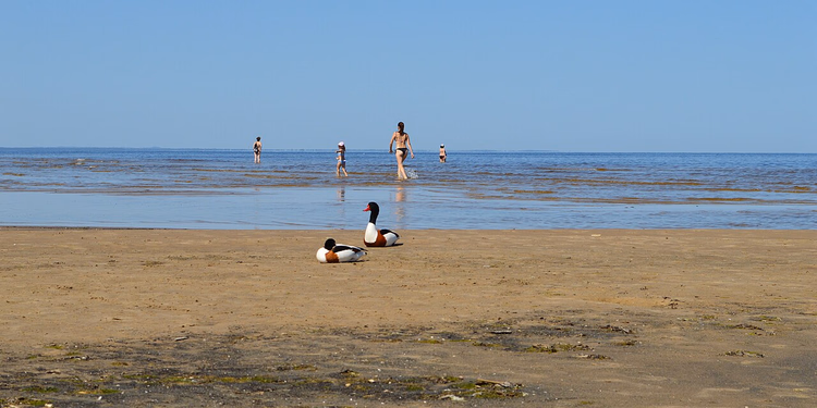 Praia de areia em Ķemeri, em Jūrmala, no verão