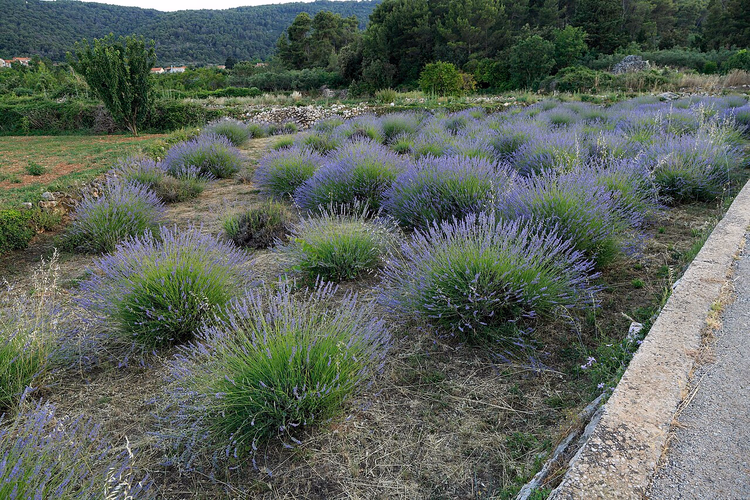 lavendel i blomst mot åser med furutrær
