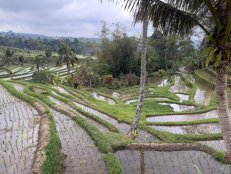 Reisterrassen von Jatiluwih auf Bali