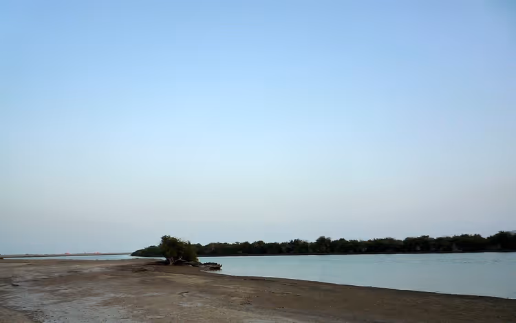 Mangrover ved bredden i Kalba