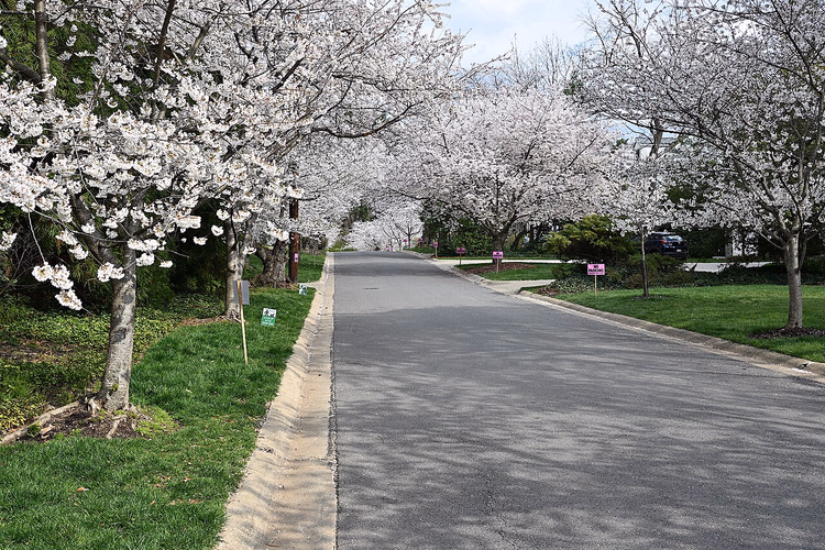 Kirschblütenweg in Kenwood, Bethesda