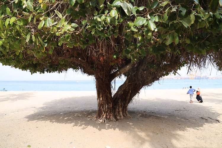 Strand von Khor Fakkan mit einem ausladenden Baum am Meer