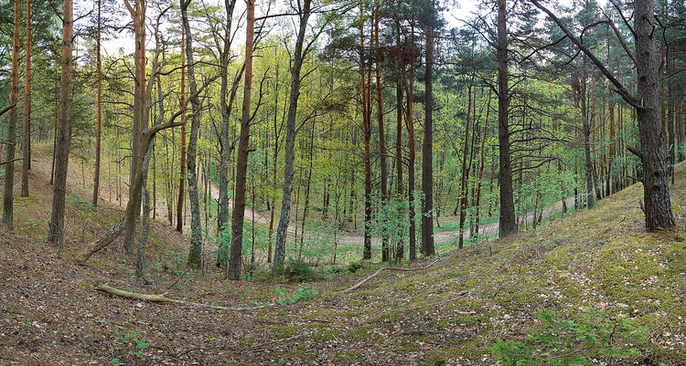Kiefernwald auf Hügeln in Lettland